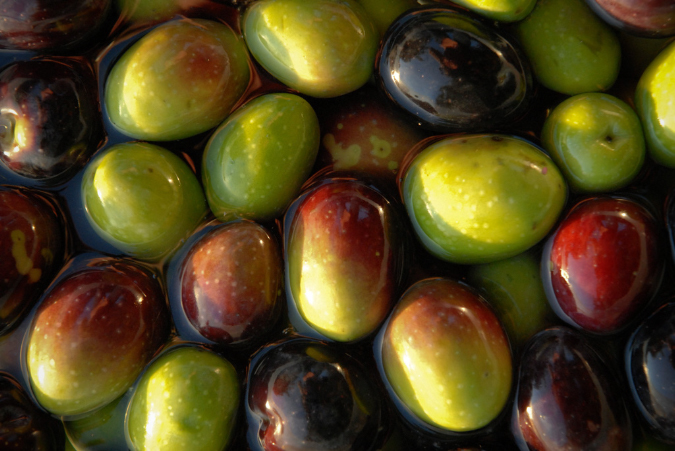 19-olive2